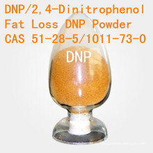 DNP para la pérdida gorda 2, 4-Dinitrophenol CAS 51-28-5 Polvo esteroide de la pérdida de peso de la alta pureza DNP DNP